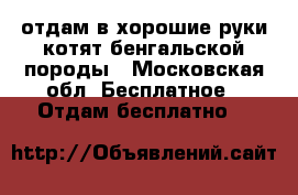 отдам в хорошие руки котят бенгальской породы - Московская обл. Бесплатное » Отдам бесплатно   